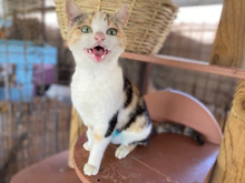 IOLI, Katze, Calico-Cat in Griechenland - Bild 1