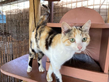 IOLI, Katze, Calico-Cat in Griechenland - Bild 2