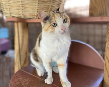 IOLI, Katze, Calico-Cat in Griechenland - Bild 3