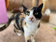JONI, Katze, Calico-Cat in Griechenland - Bild 1