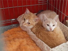 MICKEY, Katze, Europäisch Kurzhaar in Griechenland - Bild 4