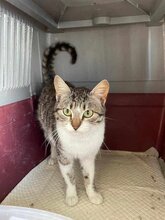 NAFSICA, Katze, Europäisch Kurzhaar in Griechenland - Bild 1