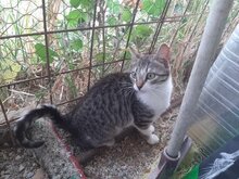 NAFSICA, Katze, Europäisch Kurzhaar in Griechenland - Bild 3