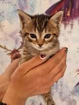 LUISE, Katze, Europäisch Kurzhaar in Elsfleth