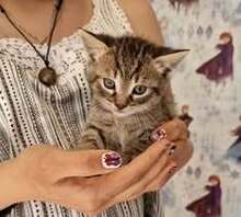 LUDWIG, Katze, Europäisch Kurzhaar in Elsfleth