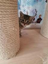 LUDWIG, Katze, Europäisch Kurzhaar in Elsfleth - Bild 2