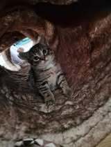 LUDWIG, Katze, Europäisch Kurzhaar in Elsfleth - Bild 5
