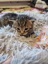 LUDWIG, Katze, Europäisch Kurzhaar in Elsfleth - Bild 6