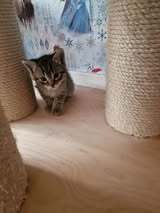 LUDWIG, Katze, Europäisch Kurzhaar in Elsfleth - Bild 7