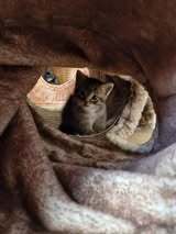 LUDWIG, Katze, Europäisch Kurzhaar in Elsfleth - Bild 9