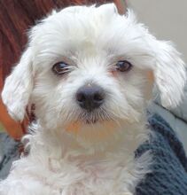 MARLEY2, Hund, Malteser-Mix in Rumänien - Bild 1