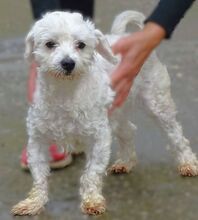 MARLEY2, Hund, Malteser-Mix in Rumänien - Bild 2