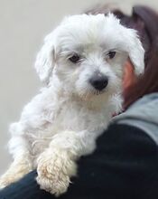 MARLEY2, Hund, Malteser-Mix in Rumänien - Bild 3