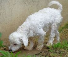 MARLEY2, Hund, Malteser-Mix in Rumänien - Bild 4