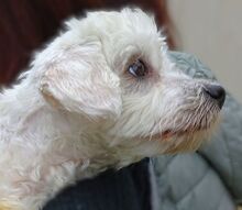 MARLEY2, Hund, Malteser-Mix in Rumänien - Bild 5
