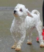 MARLEY2, Hund, Malteser-Mix in Rumänien - Bild 6