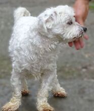 MARLEY2, Hund, Malteser-Mix in Rumänien - Bild 7