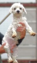 MARLEY2, Hund, Malteser-Mix in Rumänien - Bild 8