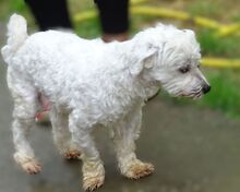 MARLEY2, Hund, Malteser-Mix in Rumänien - Bild 9