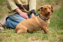 BOTOX, Hund, Dackel-Terrier-Mix in Ungarn - Bild 1