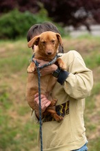 BOTOX, Hund, Dackel-Terrier-Mix in Ungarn - Bild 10