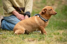 BOTOX, Hund, Dackel-Terrier-Mix in Ungarn - Bild 2