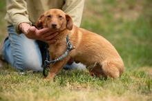 BOTOX, Hund, Dackel-Terrier-Mix in Ungarn - Bild 3