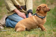 BOTOX, Hund, Dackel-Terrier-Mix in Ungarn - Bild 4