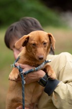 BOTOX, Hund, Dackel-Terrier-Mix in Ungarn - Bild 5