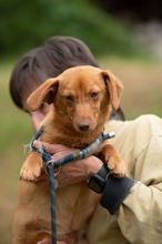 BOTOX, Hund, Dackel-Terrier-Mix in Ungarn - Bild 6