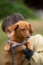 BOTOX, Hund, Dackel-Terrier-Mix in Ungarn - Bild 7