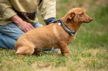 BOTOX, Hund, Dackel-Terrier-Mix in Ungarn - Bild 8