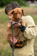 BOTOX, Hund, Dackel-Terrier-Mix in Ungarn - Bild 9
