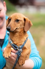 BALDE, Hund, Dackel-Terrier-Mix in Ungarn - Bild 1
