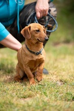 BALDE, Hund, Dackel-Terrier-Mix in Ungarn - Bild 10