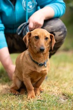 BALDE, Hund, Dackel-Terrier-Mix in Ungarn - Bild 11