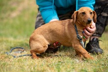 BALDE, Hund, Dackel-Terrier-Mix in Ungarn - Bild 12