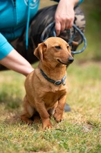 BALDE, Hund, Dackel-Terrier-Mix in Ungarn - Bild 2