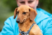 BALDE, Hund, Dackel-Terrier-Mix in Ungarn - Bild 3
