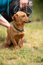 BALDE, Hund, Dackel-Terrier-Mix in Ungarn - Bild 4