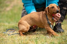 BALDE, Hund, Dackel-Terrier-Mix in Ungarn - Bild 5
