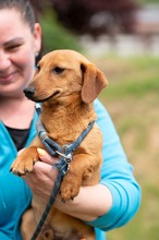 BALDE, Hund, Dackel-Terrier-Mix in Ungarn - Bild 7