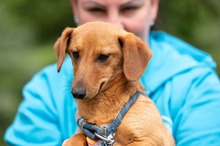 BALDE, Hund, Dackel-Terrier-Mix in Ungarn - Bild 8