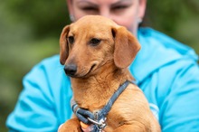 BALDE, Hund, Dackel-Terrier-Mix in Ungarn - Bild 9