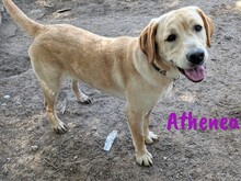 ATHENEA, Hund, Labrador Retriever in Spanien - Bild 1