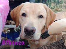 ATHENEA, Hund, Labrador Retriever in Spanien - Bild 2