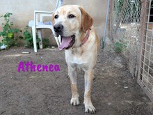 ATHENEA, Hund, Labrador Retriever in Spanien - Bild 3