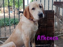 ATHENEA, Hund, Labrador Retriever in Spanien - Bild 4