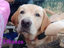 ATHENEA, Hund, Labrador Retriever in Spanien - Bild 5