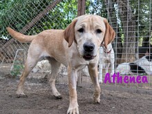 ATHENEA, Hund, Labrador Retriever in Spanien - Bild 6